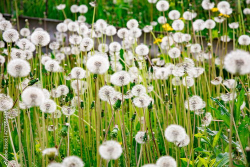Numerous white dandelion seed heads spreading across a lush green field, creating a delicate and airy landscape. Tall green grass and foliage surround the fluffy seed heads, capturing a natural and se