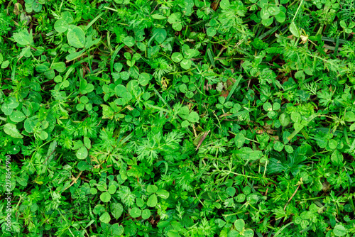 Dense carpet of vibrant green grass mixed with clover leaves and small plants. Natural ground cover showcasing fresh, healthy foliage with various shades and textures. Perfect representation of a lush