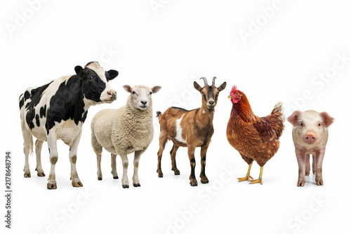 Group of farm animals including cow sheep goat hen and pig