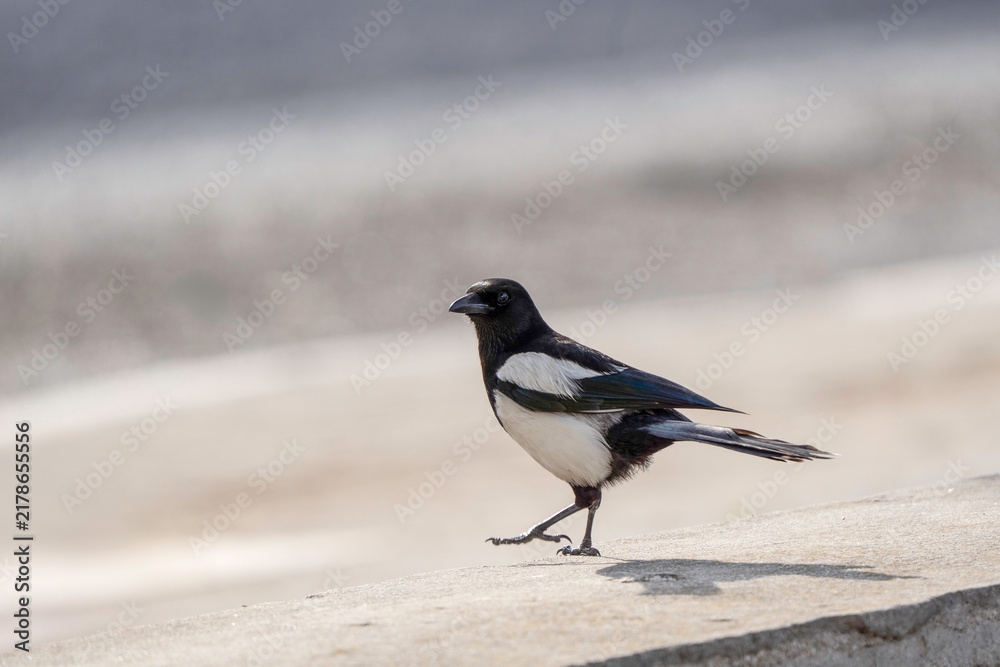 Obraz premium An eurasian magpie walks along a sunlit urban ledge, showing bold black-and-white plumage and iridescent wings. Pica pica illustrates wildlife adaptation and coexistence in city environments.
