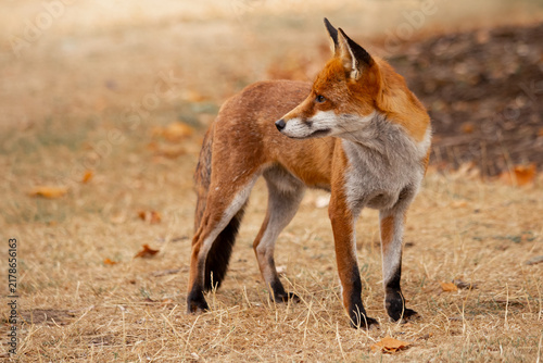 Red Fox - Vulpes Vulpes