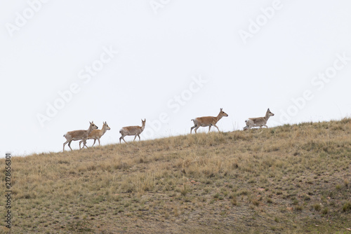Photography Group of Mongolian gazelle (Procapra gutturosa) walking along the hill side of m