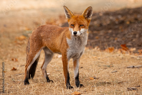 Red Fox - Vulpes Vulpes