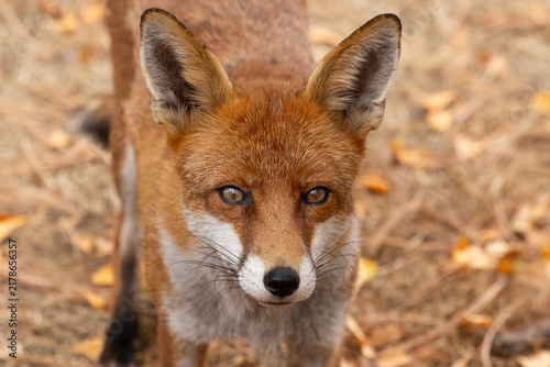 Red Fox - Vulpes Vulpes