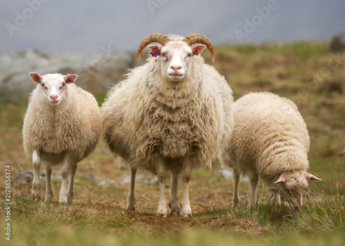 Foto Horned Icelandic sheep stand together on a windswept pasture in rural Iceland