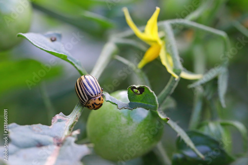 Quadro su tela Colorado potato beetle, ten-striped spearman