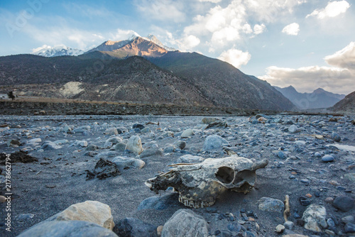 skull of a bovine animal on the bank of a Gandak river. Nepal, Himalayan mountains