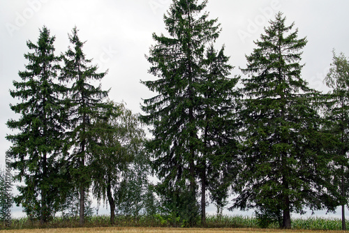 The image shows Norway spruce (Picea abies). They grow tall, with a pointed, conical crown. Needles: The leaves are dark green, short, and pointed. Branches: Small twigs often hang down to the ground.