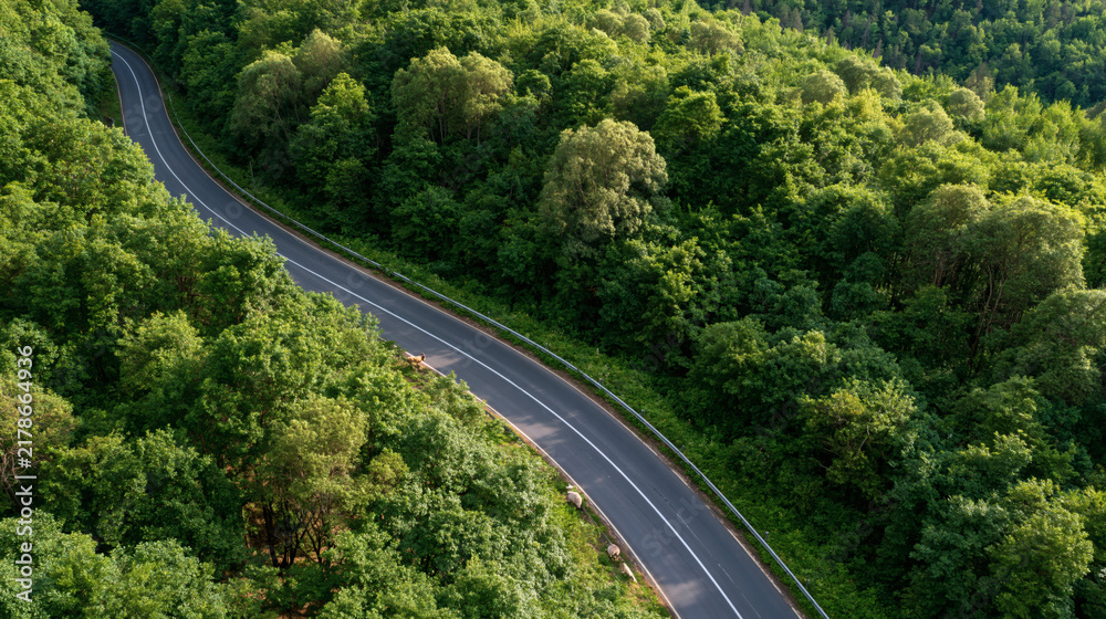 Fototapeta premium Winding Road Through Verdant Forest: An aerial view captures a serpentine asphalt road carving its way through a dense, lush green forest, illuminated by gentle sunlight.
