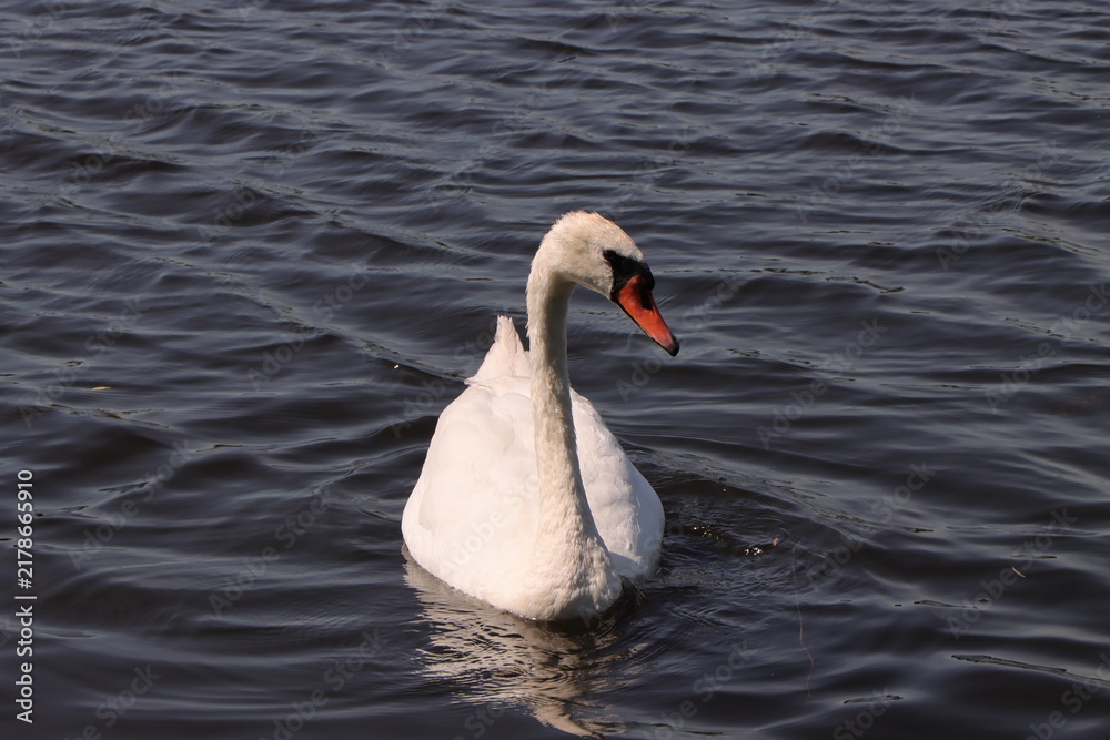 Obraz premium A white mute swan with a gracefully curved neck floats on the surface of dark water. Sunlight highlights the texture of its feathers and bright orange beak. Perfect clean frame with space for text.