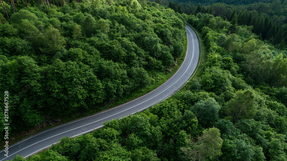 Fototapeta premium Winding Road Through Lush Forest