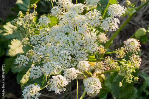 Quadro su tela A close-up of a flowering hogweed inflorescence