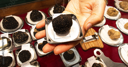 White truffles at the Truffle Exhibition in Alba, Autumn gourmet cuisine of Piedmont, Northern Italy, France, Spain. Fragrance of white truffle mushrooms	