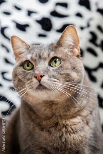 Fotografía Gato malhado cinza curioso olhando para cima com olhos verdes vibrantes, fundo desfocado