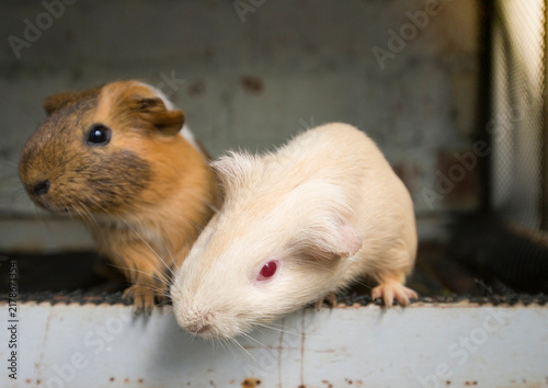 Fotografie guinea pig in a cage, close-up, selective focus