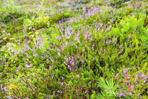 Obraz na płótnie Blühendes Heidkraut in Nordland in Norwegen