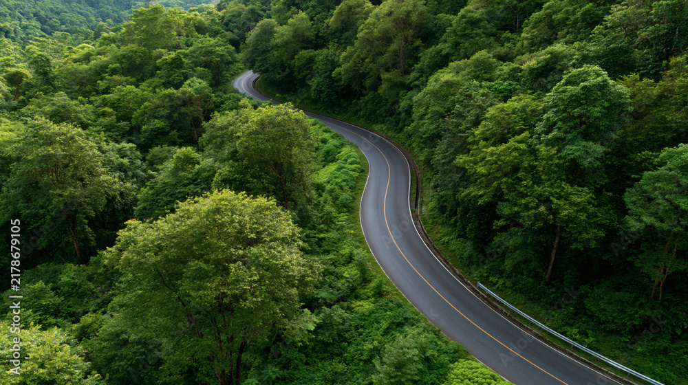 Fototapeta premium Serpentine Road Through Lush Forest
