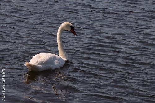 Fotografía A white mute swan with a graceful profile floats on the surface of dark water on a sunny day