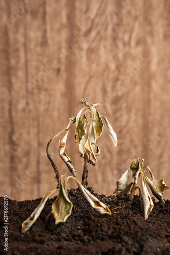 Принти на полотні Wilting plants in dry soil failing to thrive, symbolizing decline, drought, and