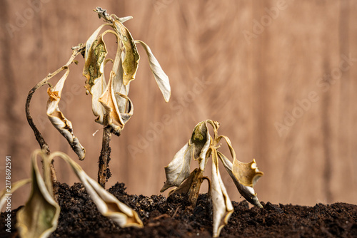 Bild auf Leinwand Dry, dead plant with brown, wilted leaves and decaying stems, illustrating conce