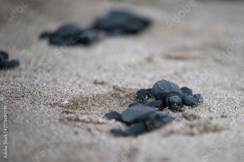 Fotografía Turtle hatchlings emerge from the sand on a beach at dawn