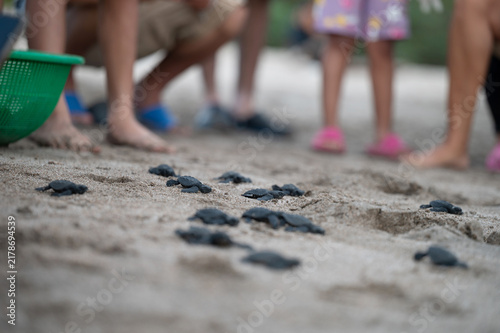 Bild auf Leinwand Turtle hatchlings moving towards the ocean during a beach event