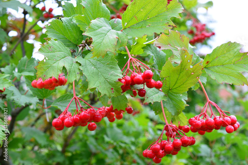 Fotografía Red Viburnum Berries Hanging on Bush in Garden, front view