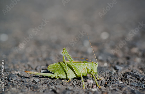 Foto Side view on upland green bush-cricket sitting on ground.