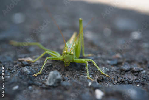 Foto Portrait view on upland green bush-cricket sitting on ground.