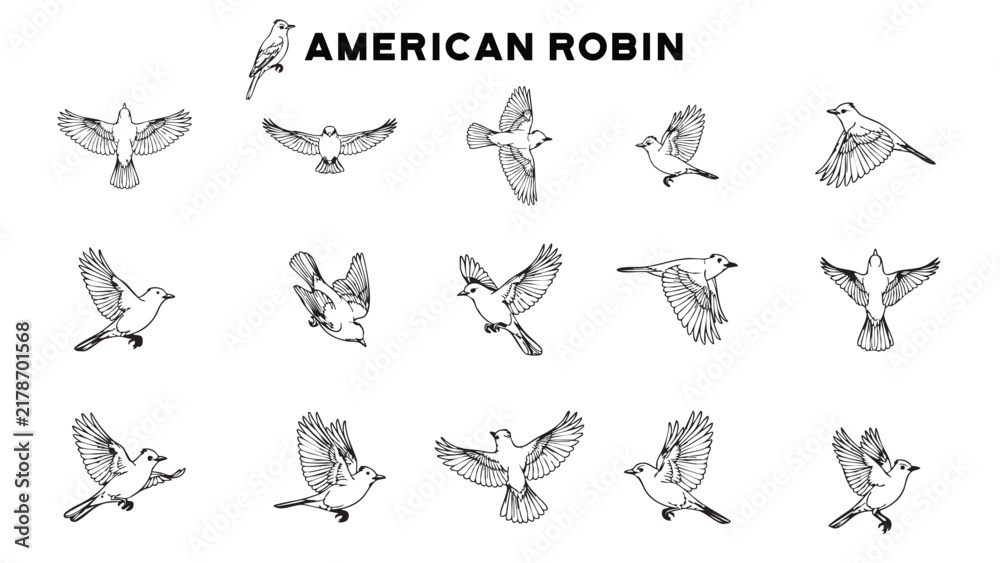 Fototapeta premium American Robin: Vector Line Art & Illustration Daily Life Variations Moments 
