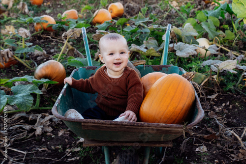Cute baby joyfully sitting in wheelbarrow with pumpkins on pumpkin patch. Selecting best pumpkins for Thanksgiving and Halloween holidays decoration on farm. Pumpkin harvest. Autumn fall festive mood