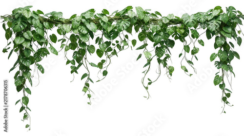 Hanging green climbing plant vine border isolated on white background