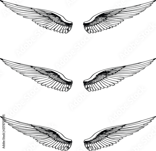 black and white vector illustrations of feathered wings