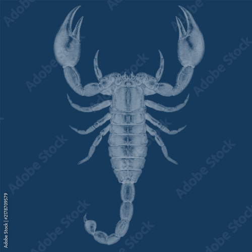 Bild auf Leinwand Scorpion desert arachnid cyanotype halftone dot blueprint engraving
