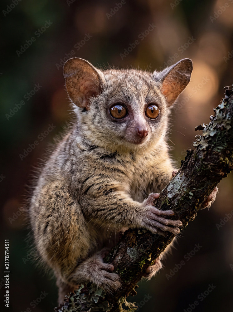 Fototapeta premium Galago animal in the nature