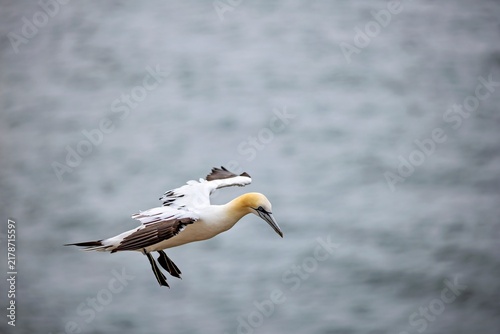 Quadro su tela Northern Gannet (Morus bassanus) in Flight near Helgoland, Germany - July 2026