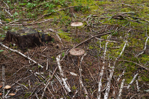 Bild auf Leinwand Edible parasol mushroom Macrolepiota procera with light scaly cap, tall ringed stem, growing on forest floor ground cover in natural woods