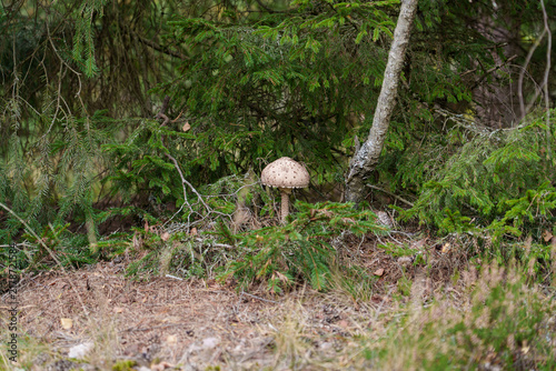Bild auf Leinwand Edible parasol mushroom Macrolepiota procera with light scaly cap, tall ringed stem, growing on forest floor ground cover in natural woods