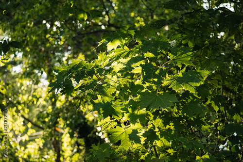 Sunlight filters through green maple leaves