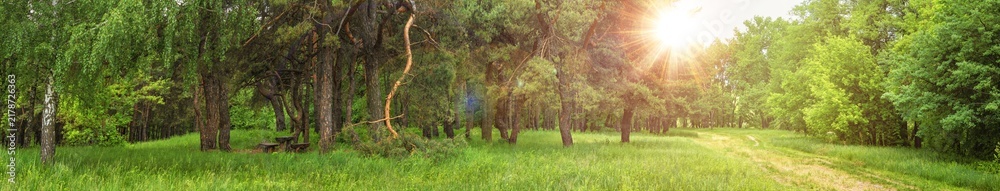 Obraz premium Summer spring landscape - view of the trail and resting place in the forest on a sunny summery day, banner, huge panorama