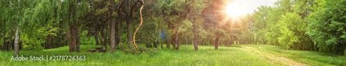 Panel kuchenny z motywem Summer spring landscape - view of the trail and resting place in the forest on a sunny summery day, banner, huge panorama