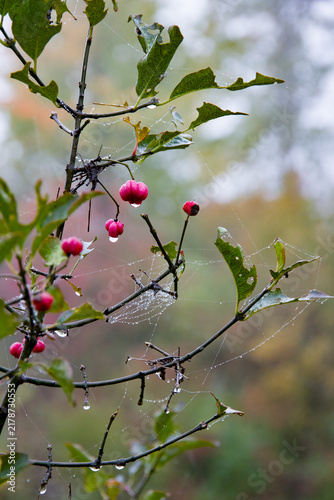 Euonymus europaeus berries and dew in Vienna, Austria