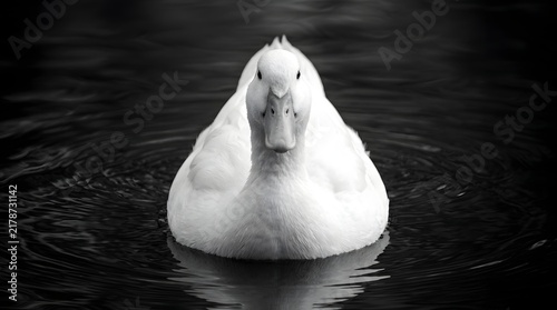 Front View Portrait of White Duck Floating on Calm Water Surface