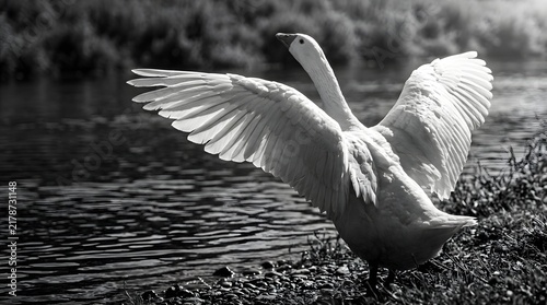 Elegant White Swan Spreading Large Wings on a Rocky Bank in Nature