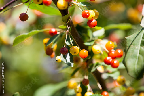 Фотография Close-up of wild cherries on a tree branch in Vienna, Austria