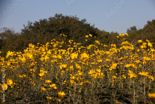 Картината върху платно Helianthus tuberosus flowers in a field, September