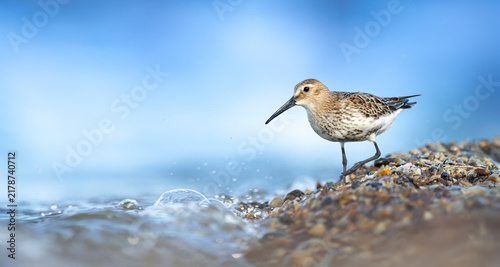 Dunlin Calidris alpina standing on a muddy shore of a calm wetland with clear water reflection.