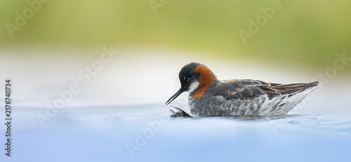Red-necked phalarope Phalaropus lobatus catching a small fish on calm water.