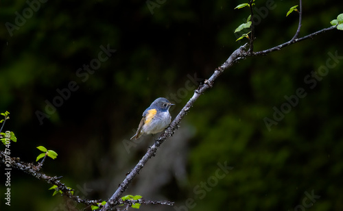 Rare red-flanked bluetail Tarsiger cyanurus perched gracefully on a lichen-covered branch in a dark boreal forest.