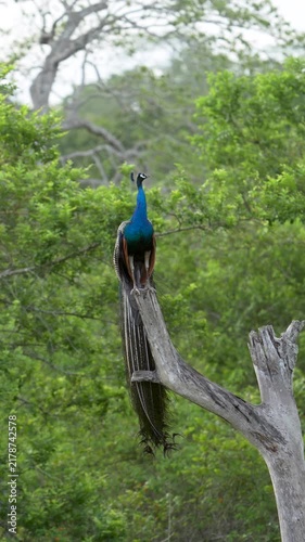 Indian Peafowl male perched high on dead tree, forest backdrop